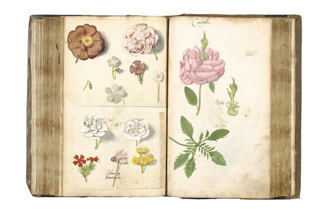Botanical Sketchbooks