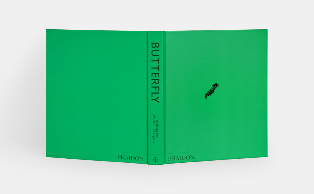 Butterfly: Exploring the World of Lepidoptera