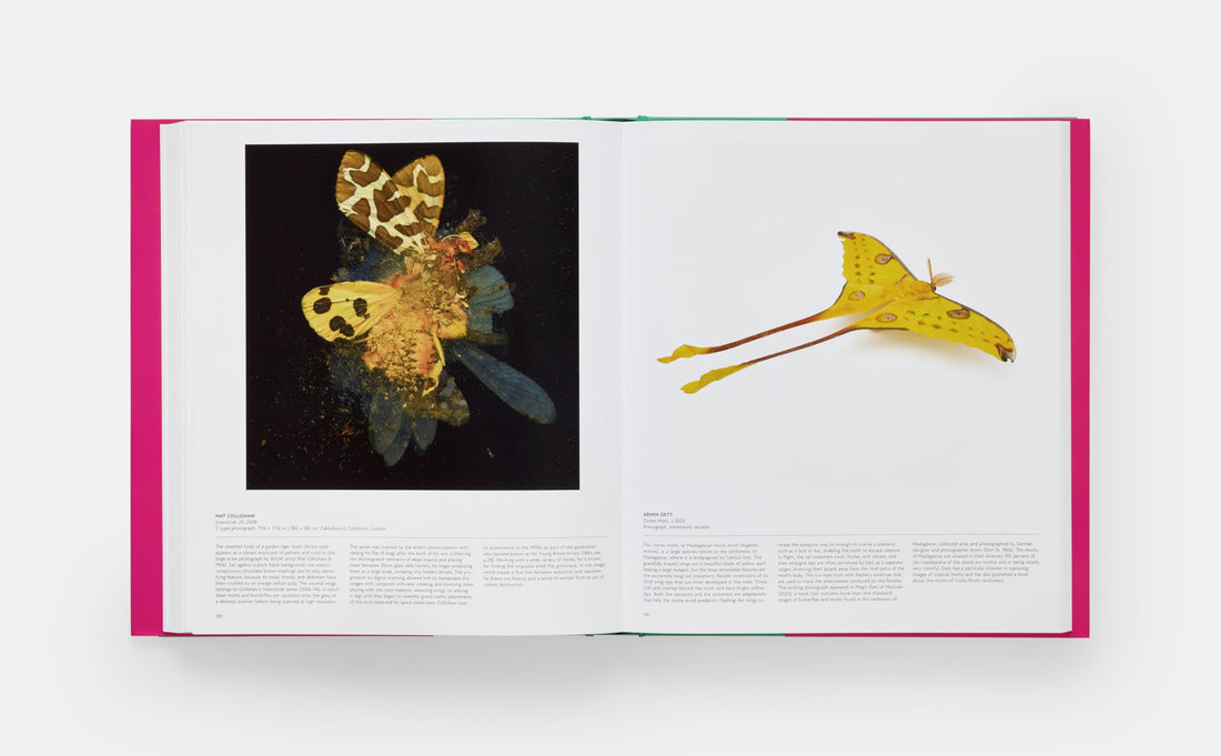 Butterfly: Exploring the World of Lepidoptera