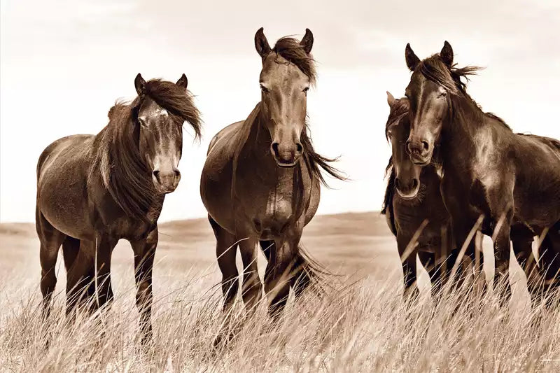 The Wild Horses of Sable Island