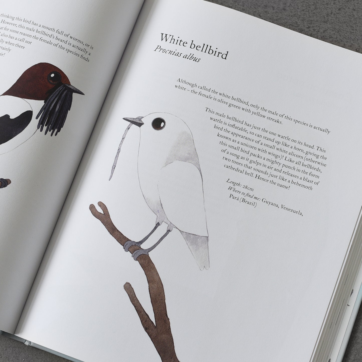 Atlas of Amazing Birds - Matt Sewell
