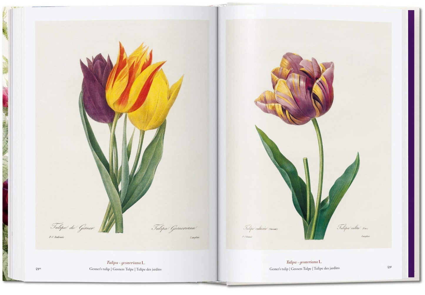 40 The Book of Flowers - Pierre-Joseph Redouté