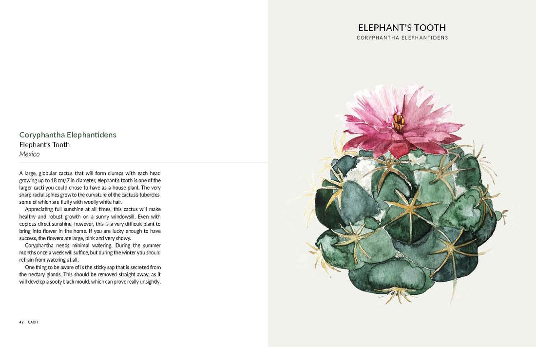 urban botanics an indoor plant guide for modern gardeners Urban Botanics: An Indoor Plant Guide for Modern Gardeners