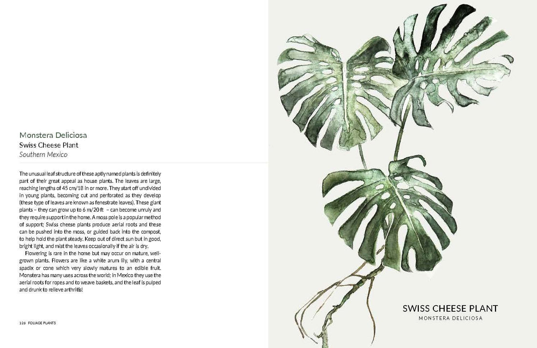 urban botanics an indoor plant guide for modern gardeners Urban Botanics: An Indoor Plant Guide for Modern Gardeners