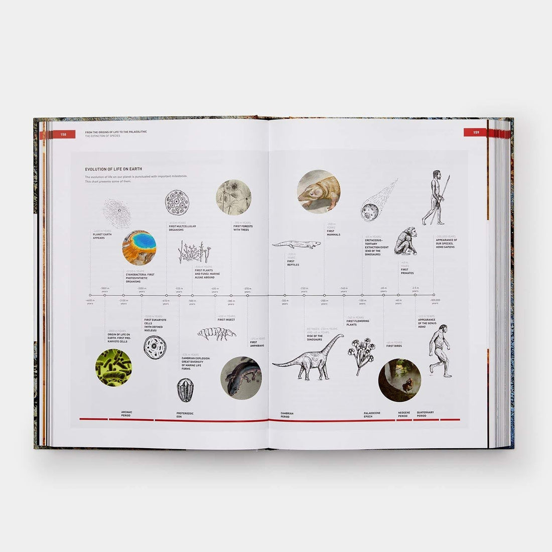Origins of Cooking : Palaeolithic and Neolithic Cooking Bullipedia