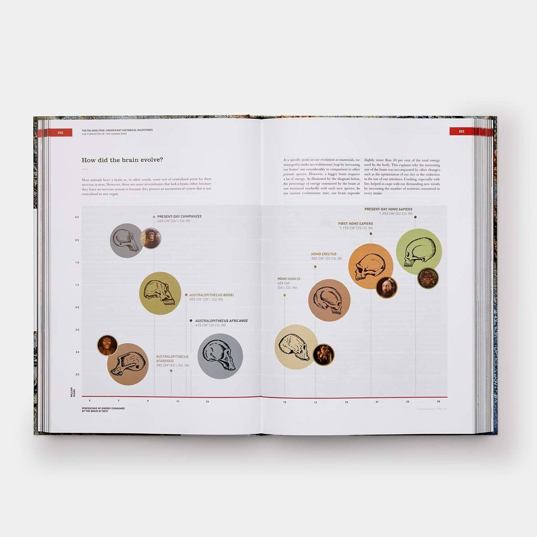 Origins of Cooking : Palaeolithic and Neolithic Cooking Bullipedia