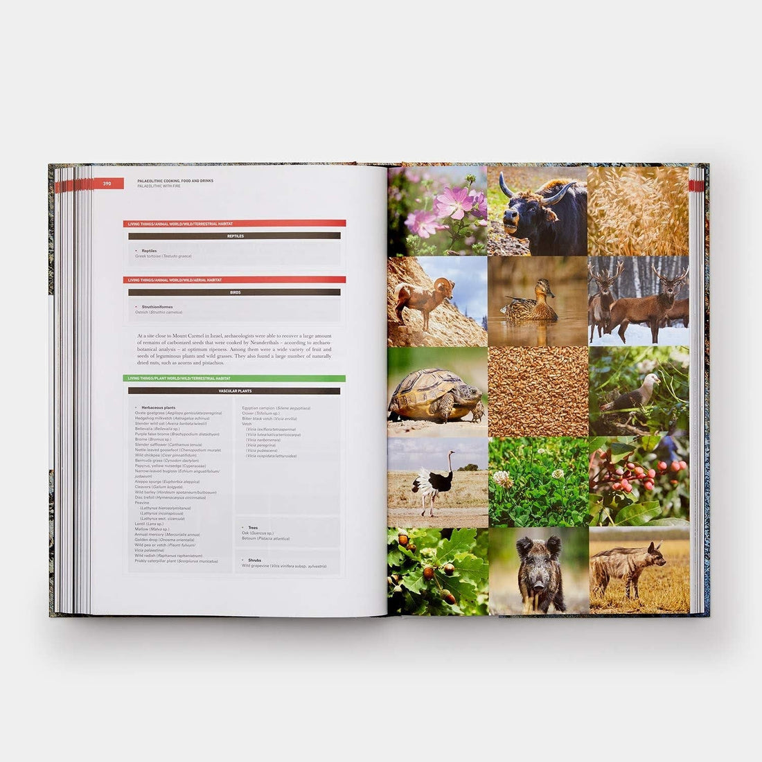Origins of Cooking : Palaeolithic and Neolithic Cooking Bullipedia