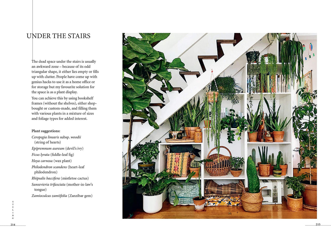 Plant, House plants, choosing, styling, caring HB