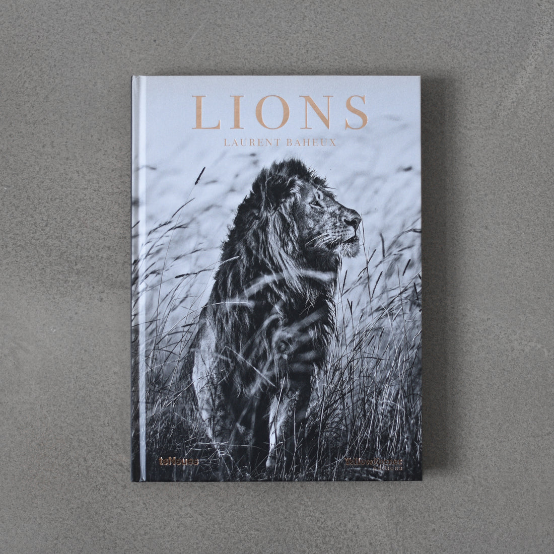 Lions - Laurent Baheux