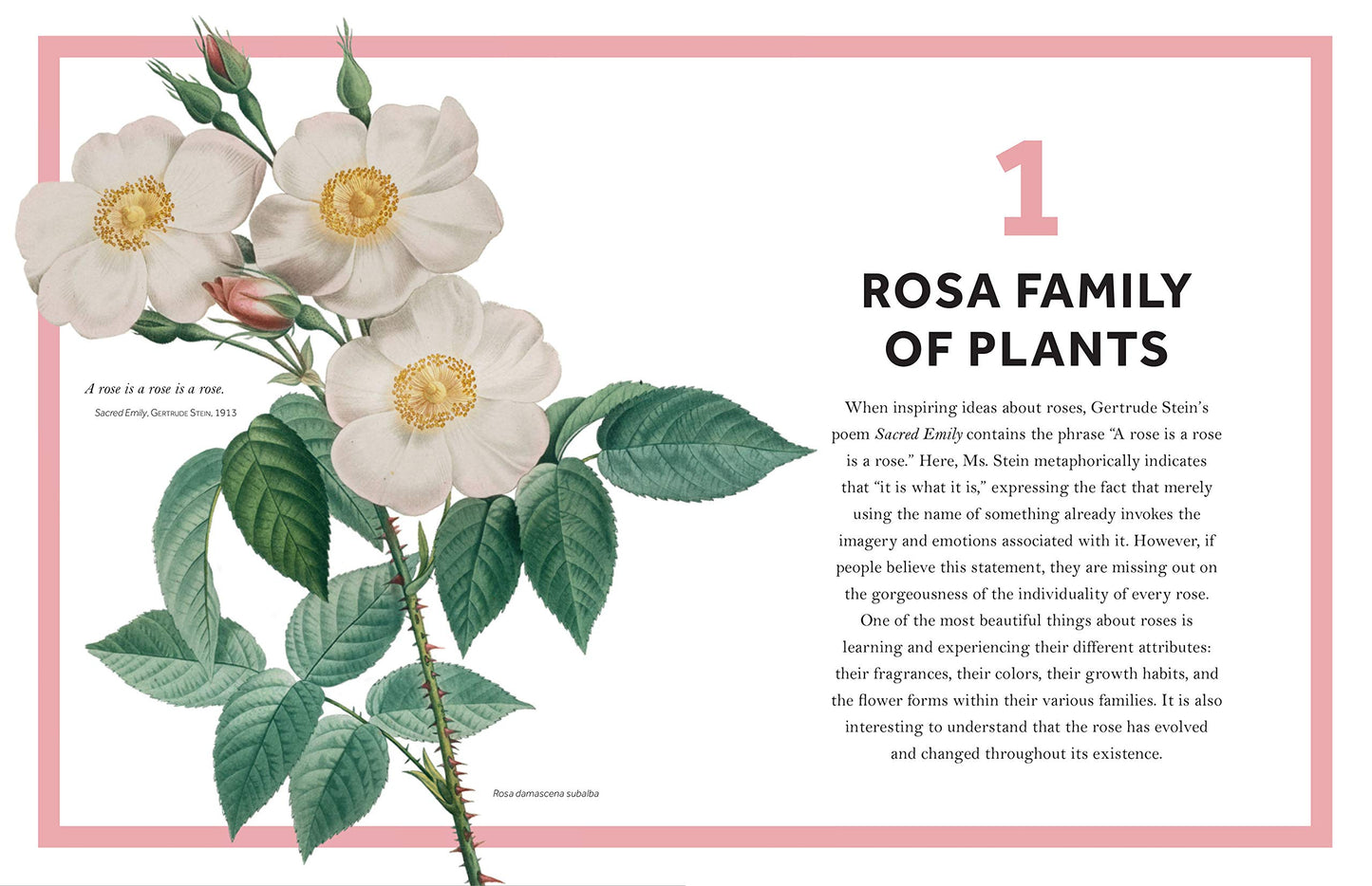 Rosa : The Story of the Rose