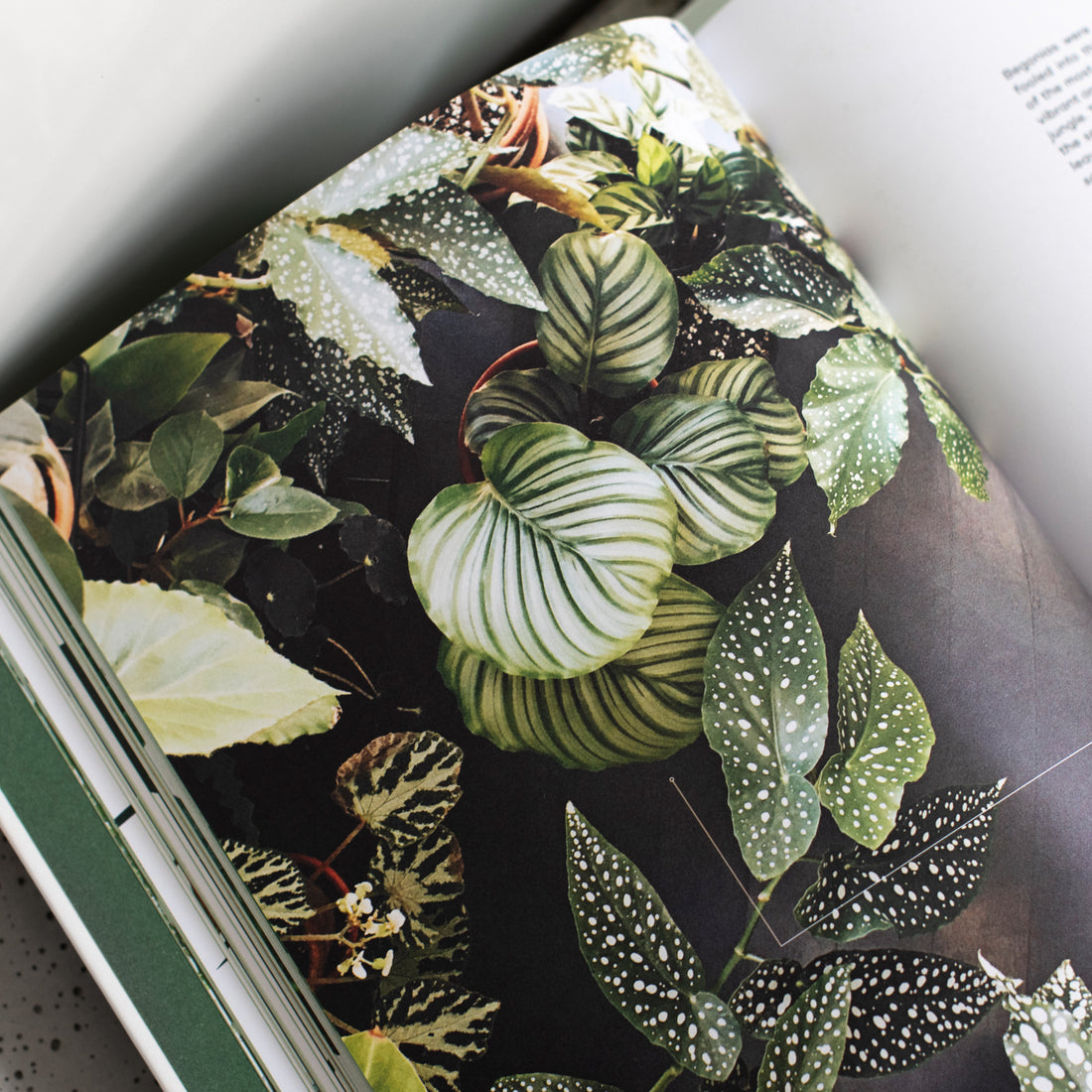 The Leaf Supply Guide to Creating Yours: Indoor Jungle - Lauren Camilleri & Sophia Kaplan