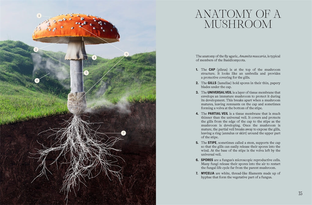 Future is Fungi