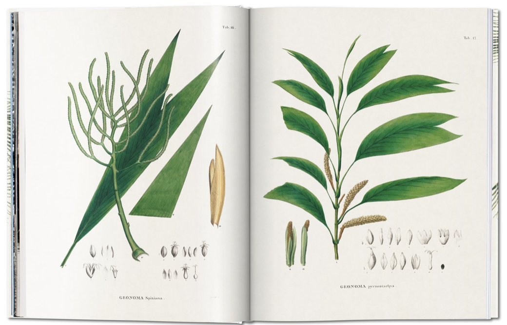 The Book of Palms: The Complete Plates