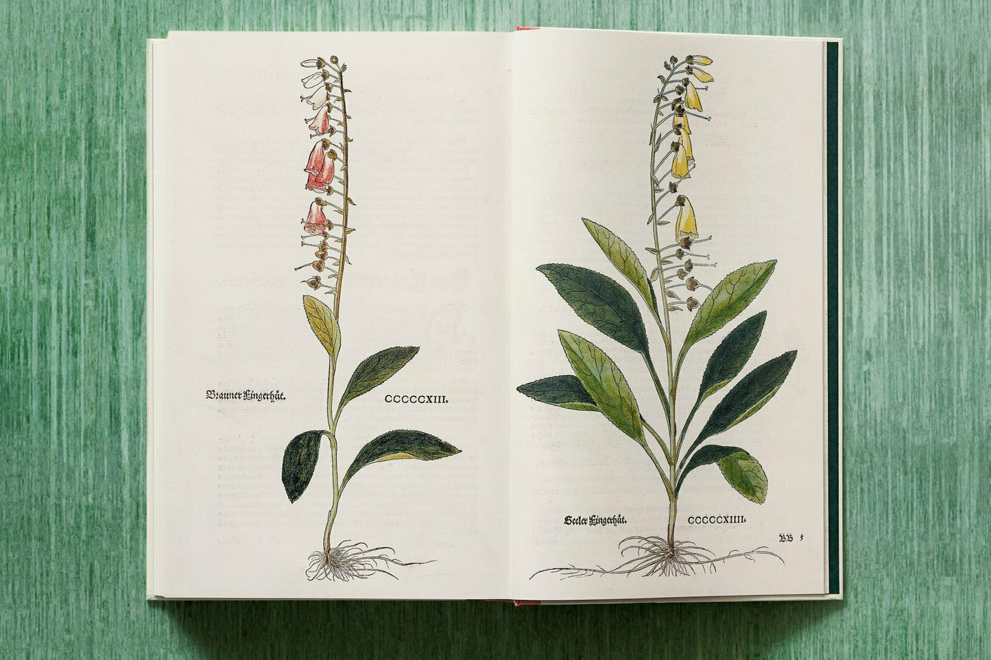 xl-Leonhart Fuchs. The New Herbal