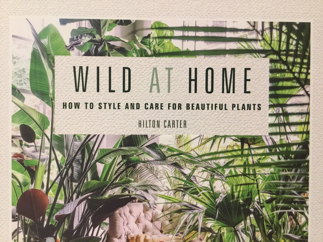 Wild at Home: How to Style And Care for Beautiful Plants