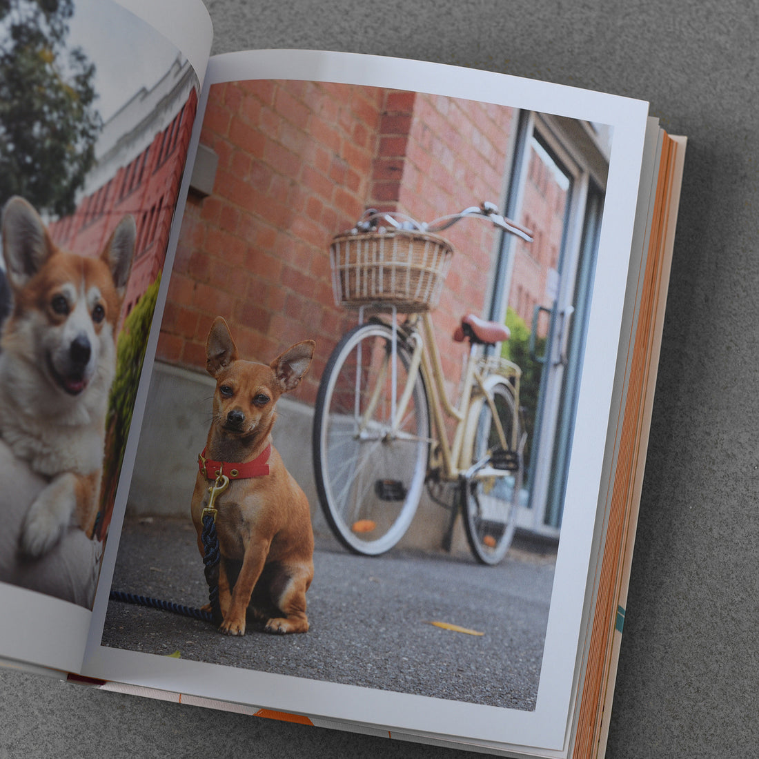 My Dog Eats Better Than Me Recipes Your Dog Will Love