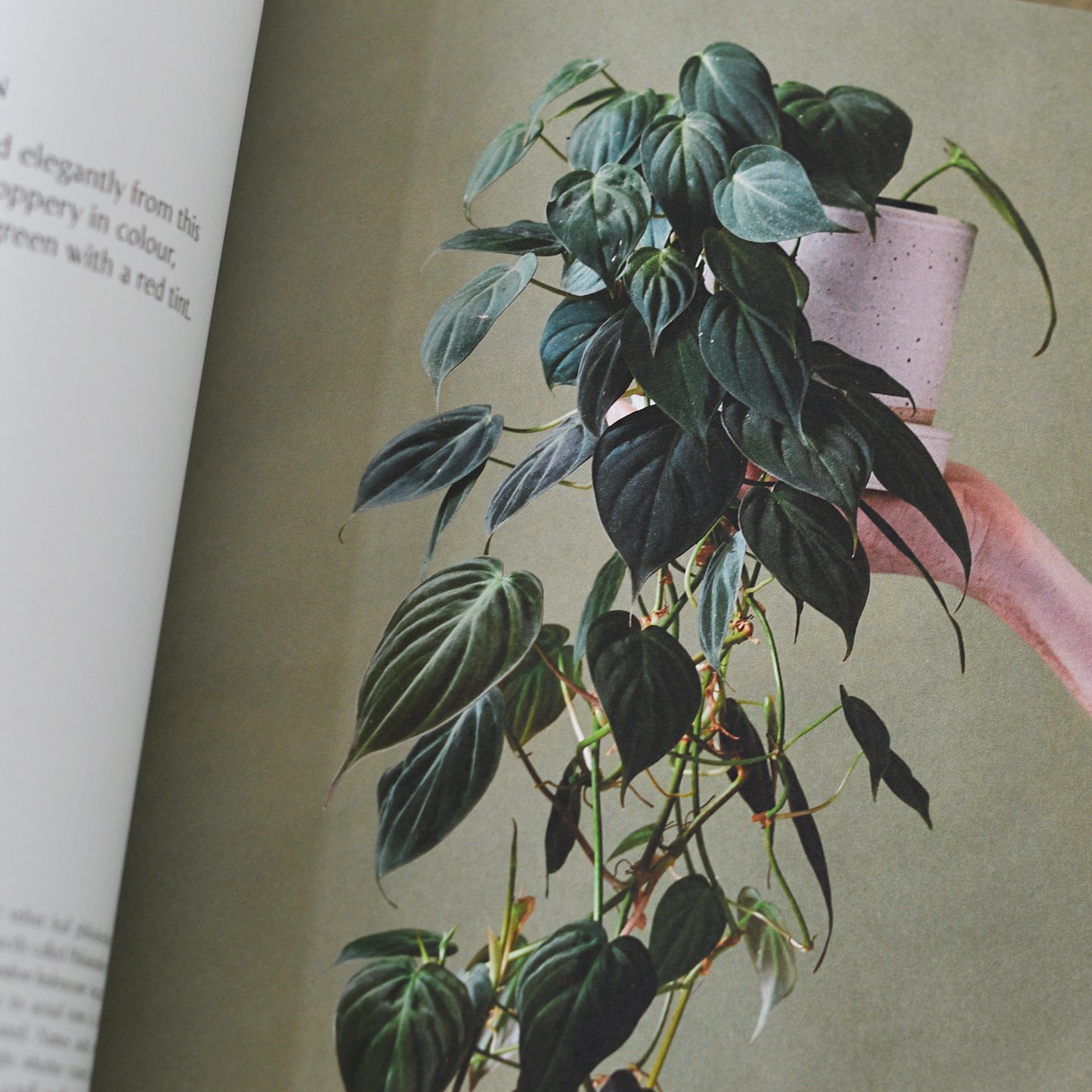 Plantopedia: The Definitive Guide to Houseplants